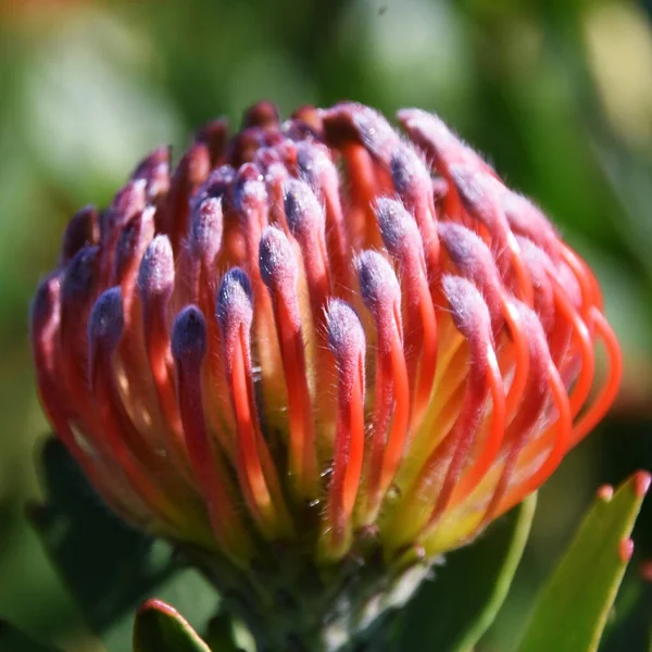 Close Uma Flor Protea Pincushion Comum — Fotografia de Stock
