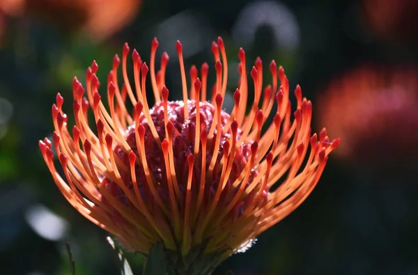 Close Uma Flor Protea Pincushion Comum — Fotografia de Stock