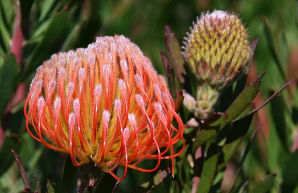 Close Uma Flor Protea Pincushion Comum — Fotografia de Stock