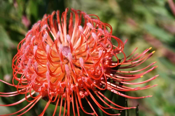 Close Uma Flor Protea Pincushion Comum — Fotografia de Stock