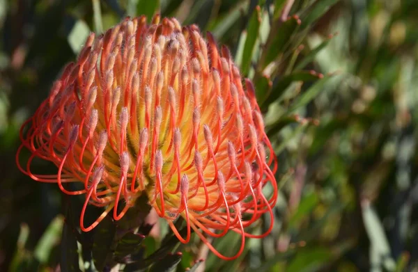 Close Uma Flor Protea Pincushion Comum — Fotografia de Stock