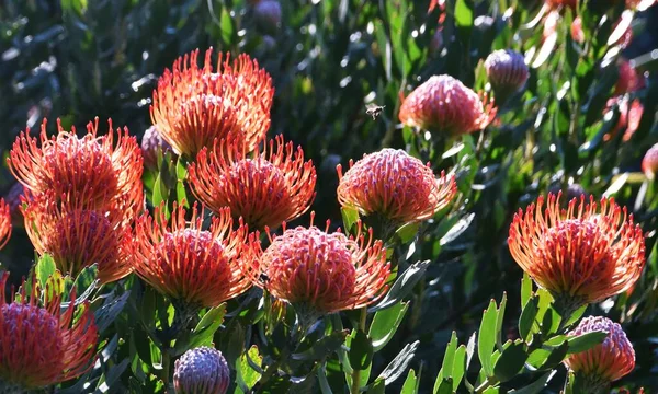 Close Flores Comuns Protea Pincushion — Fotografia de Stock