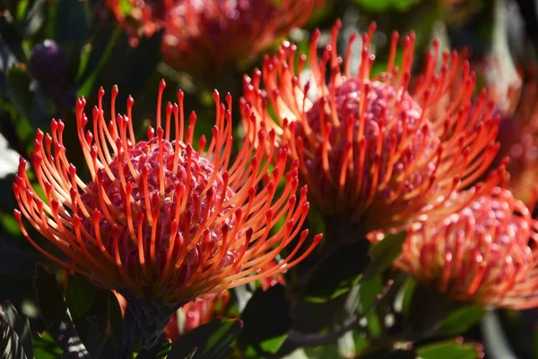 Close Flores Comuns Protea Pincushion — Fotografia de Stock