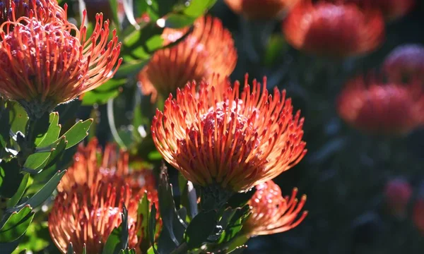 Close Flores Comuns Protea Pincushion — Fotografia de Stock