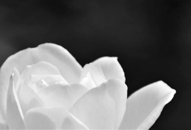 Güzel beyaz bir güle yaklaş.