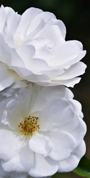Close Beautiful White Rose — Stock Photo, Image