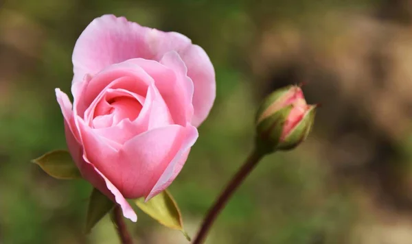 Close Beautiful Pink Rose — Stock Photo, Image