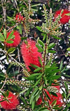Kırmızı şişe fırçasının çiçeklerini kapat