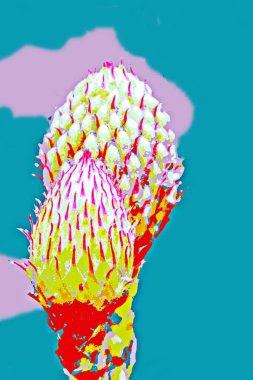 İğnelik protea karışık ortamını kapat