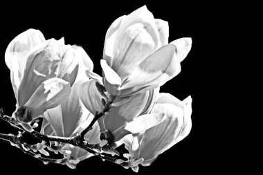 Güzel Alexandrina Magnolias monokromuna yakın çekim