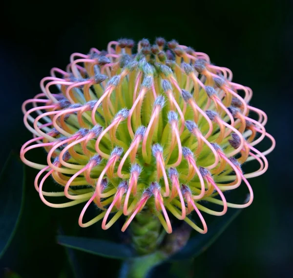 Nahaufnahme einer Nadelkissen Protea —  Fotos de Stock