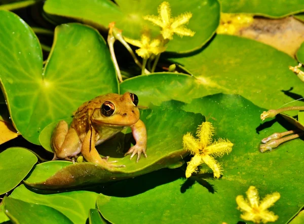 녹색 잎에 작은 개구리 — 스톡 사진