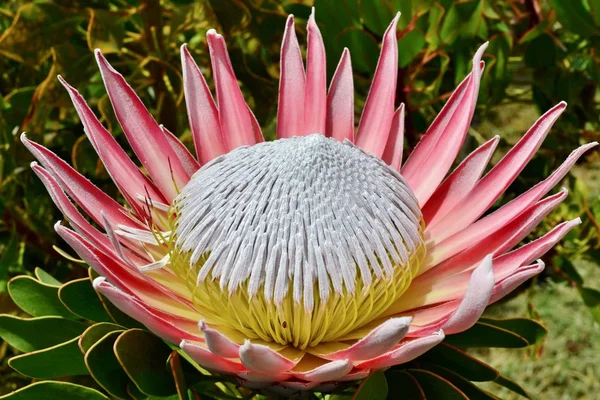 Król Protea kwitnąć — Zdjęcie stockowe