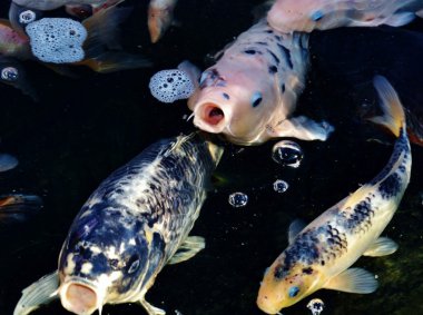 Koi balığı gölde