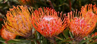 İğnelik protea bush