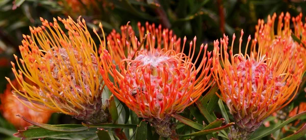 Arbusto de protea de almofada — Fotografia de Stock