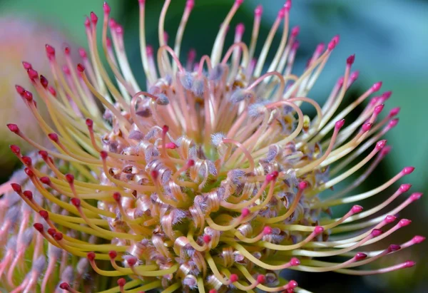 Protea fiore puntaspilli — Foto Stock