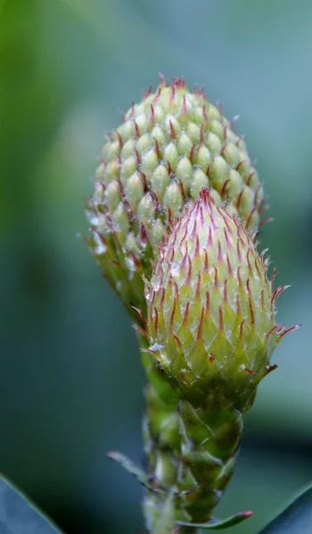 Broto de protea alfineteiro — Fotografia de Stock