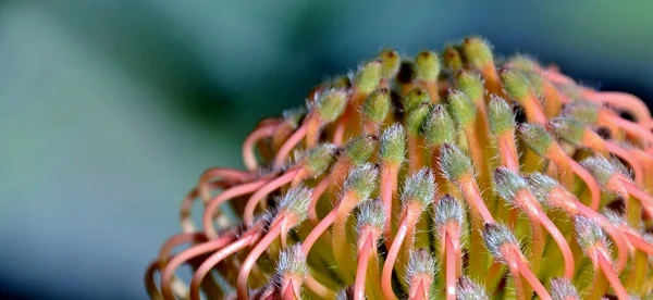 Protea flor alfineteiro — Fotografia de Stock