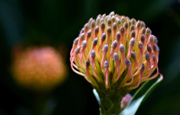 Protea flor alfineteiro — Fotografia de Stock