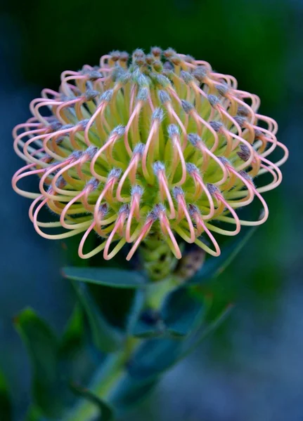 Protea flor alfineteiro — Fotografia de Stock