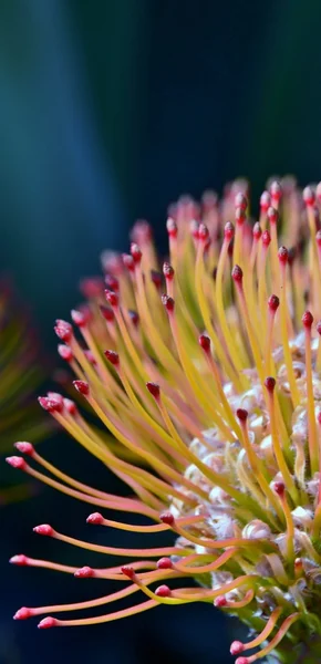 Protea fiore puntaspilli — Foto Stock