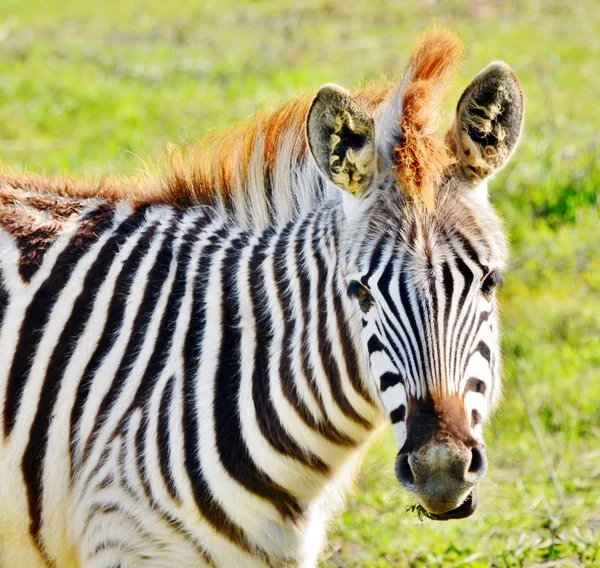 Fechar de Zebra — Fotografia de Stock