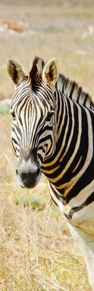 Nahaufnahme von Zebra — Stockfoto