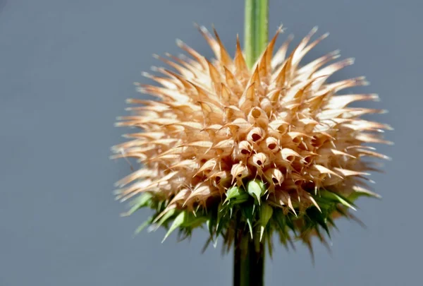 Vahşi dagga bitki — Stok fotoğraf
