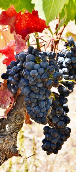Vin leafs och druvor — Stockfoto