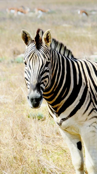 Zebra yakın çekim — Stok fotoğraf