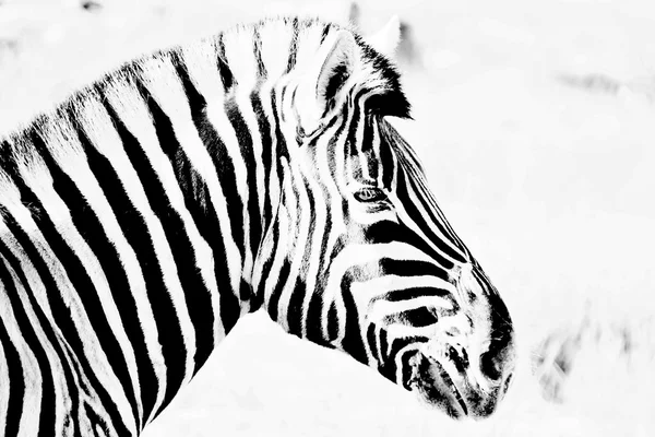 Zebror i svart och vitt — Stockfoto