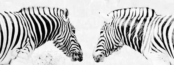 Zebras in Schwarz und Weiß — Stockfoto
