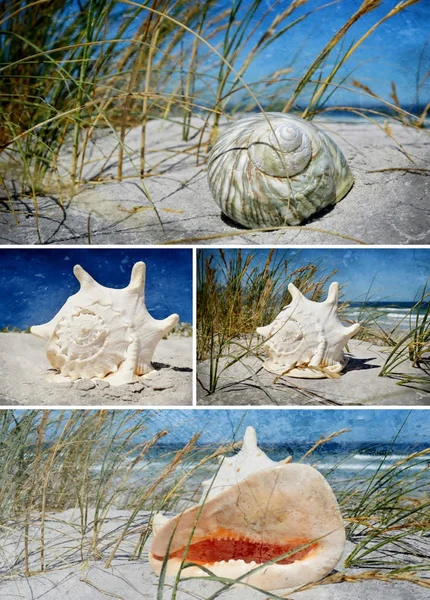 Seasnail House Collage — Stockfoto