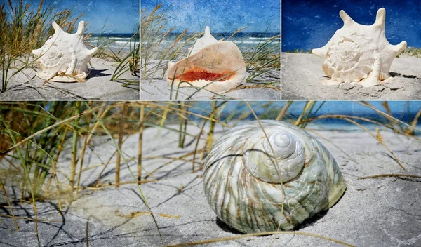 Seasnail House Collage — Stockfoto