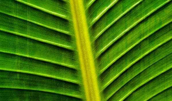 New banana leaf — Stock Photo, Image