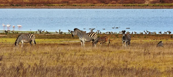 Група зебр — стокове фото