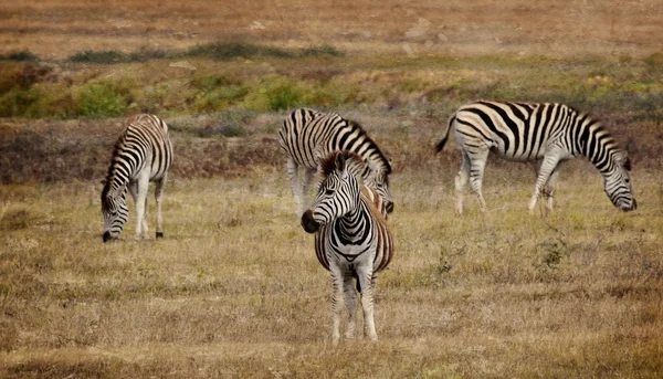 Groep van Zebra 's — Stockfoto