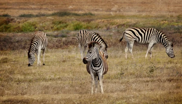 Gruppe von Zebras — Stockfoto