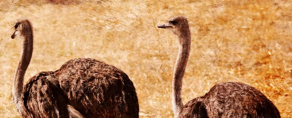 Dos avestruz hembra — Foto de Stock