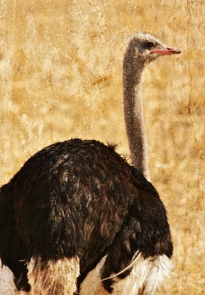 Büyük erkek devekuşu — Stok fotoğraf