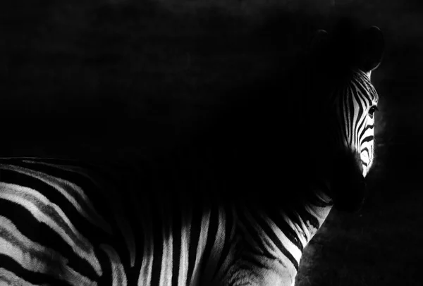 Zebra em preto e branco — Fotografia de Stock