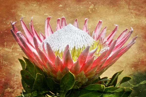 Gyönyörű King protea — Stock Fotó
