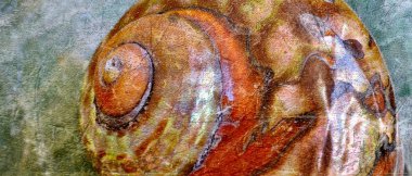 Deniz salyangoz kabuğu