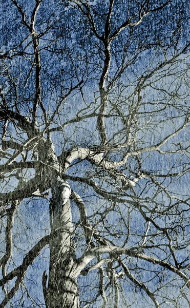 A árvore morta — Fotografia de Stock