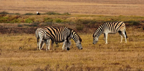 Gruppe von Zebras — Stockfoto