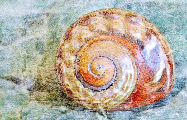 Sea snail shell — Stock Photo, Image