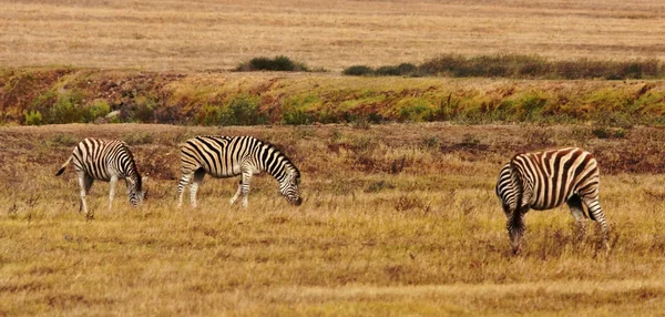 Grupo de Zebras — Fotografia de Stock