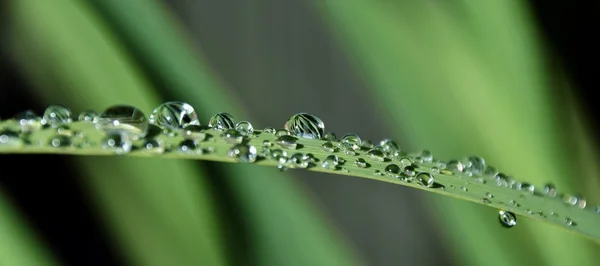 Regn droppar på gräs — Stockfoto
