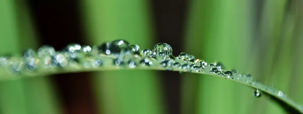 雨滴落在草地上 — 图库照片